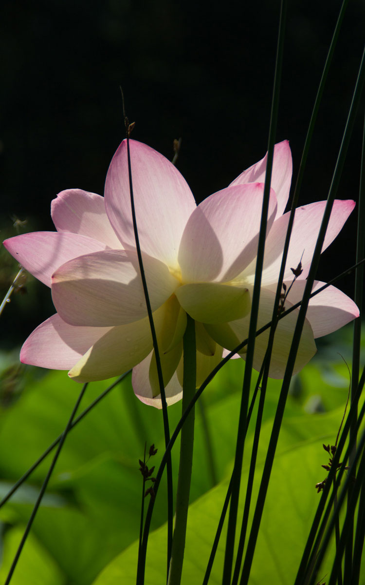 Lotus – 2018