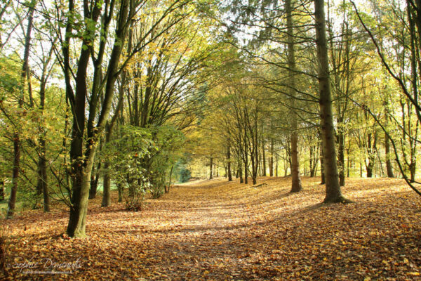 Automne - parc des Gayeulles à Rennes